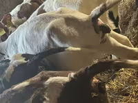 Banteng, Simmental cattle — foto 5