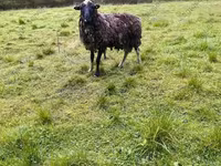 Domba betina, Katum sheep — foto 6