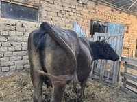 雌牛, Swiss cattle — 写真 1
