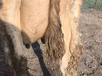 गाय, Swiss cattle — फ़ोटो 1