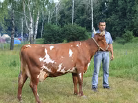 Sapi, Ayrshire — foto 5