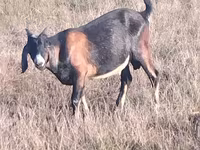 Kambing jantan, Nubian Goat — foto 3