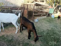 Kambing betina, Saanen goat — foto 5