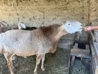 Domba jantan, Hissar sheep — foto 2