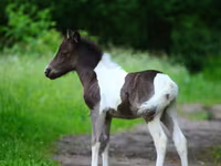 Cheval, American shetland pony — photo 3