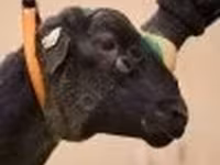 मेढ़ा, Dorper sheep — फ़ोटो 2