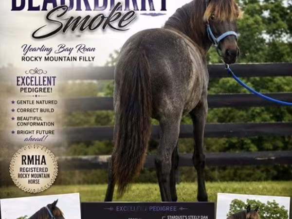Stute, Rocky Mountain Horse