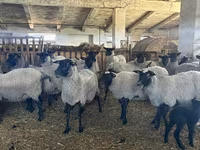 Oveja, Romanov sheep — foto 1