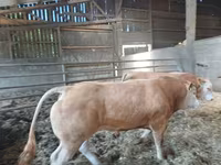 雄牛, Blonde d’Aquitane cattle — 写真 2