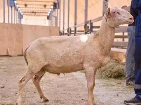 Domba jantan, East Friesian Dairy sheep