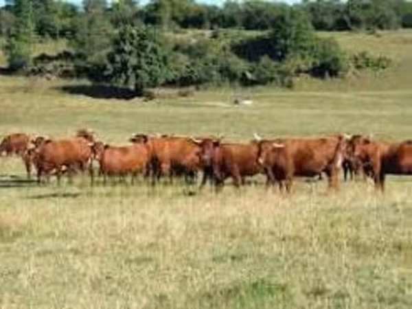 Sapi, Salers cattle