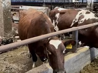 Cow, Simmental cattle — photo 2