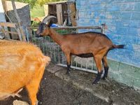 雌ヤギ, Alpine goat — 写真 2