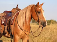 Kuda jantan, Gypsy horse — foto 6