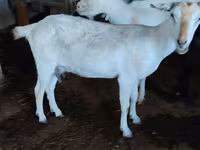 Kambing betina, Saanen goat — foto 2