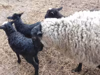 Widder, Precoce sheep — Foto 6