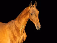 घोड़ा, Akhal-Teke — फ़ोटो 1