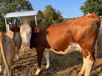 Sapi, Montbéliarde — foto 2