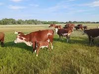 Kuh, Latvian Blue cattle — Foto 4