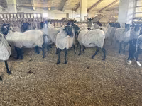 Oveja, Romanov sheep — foto 2
