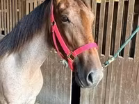 Stute, Rocky Mountain Horse — Foto 3