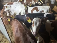 Banteng, Simmental cattle — foto 3
