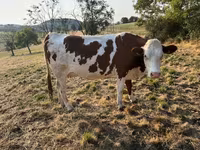 Sapi, Montbéliarde — foto 1