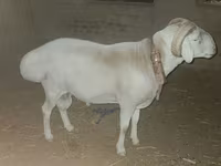 Ram, Rhon sheep — photo 1