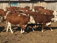 母牛, Hereford — 照片 2