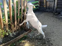 Kambing jantan, Saanen goat — foto 3