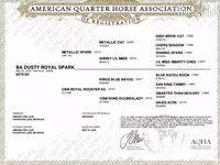 Jument, Quarter Horse — photo 4