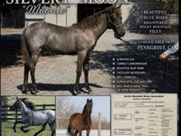 Jument, Rocky Mountain Horse — photo 1