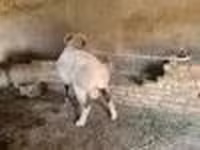 Ram, Rhon sheep — photo 8
