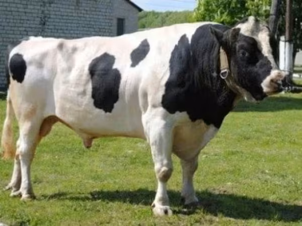 Toro, Raza Holstein