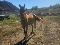 母马, Horses — 照片 1