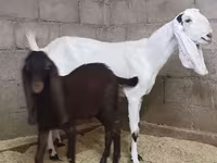 Kambing betina, Kamori goats — foto 2