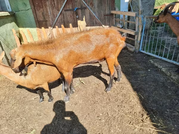 公山羊, Goats