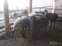 Ram, Arabi sheep — photo 5