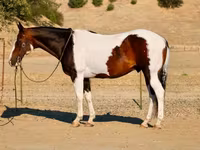Cheval, National Show Horse — photo 3