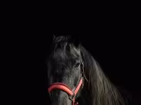 Mare, American shetland pony — photo 4