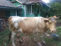 雌牛, Simmental cattle — 写真 1