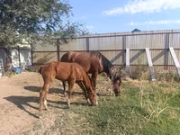 Jument, Thoroughbred horse — photo 2