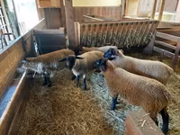Domba betina, Baerchuke sheep — foto 3