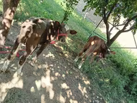 Sapi, Red Estonian cattle — foto 2