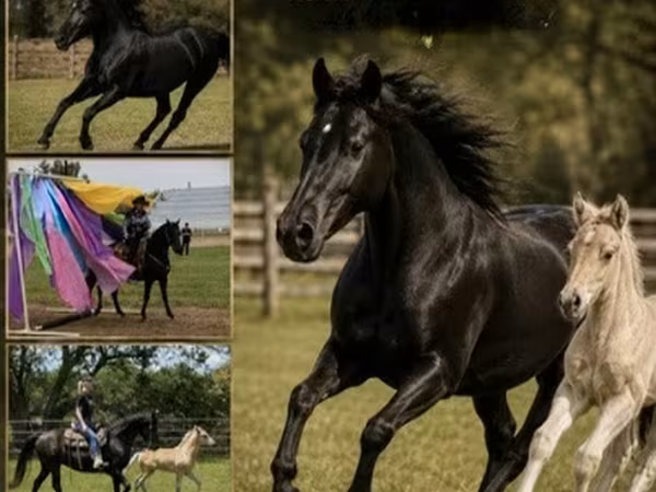 Stute, Rocky Mountain Horse