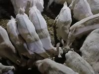 Cabra, Saanen goat — foto 4