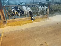 Toro, Raza Holstein — foto 2