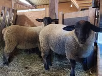 Domba betina, Baerchuke sheep — foto 2