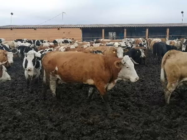 گاو