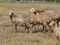 Ram, Hissar sheep — photo 7